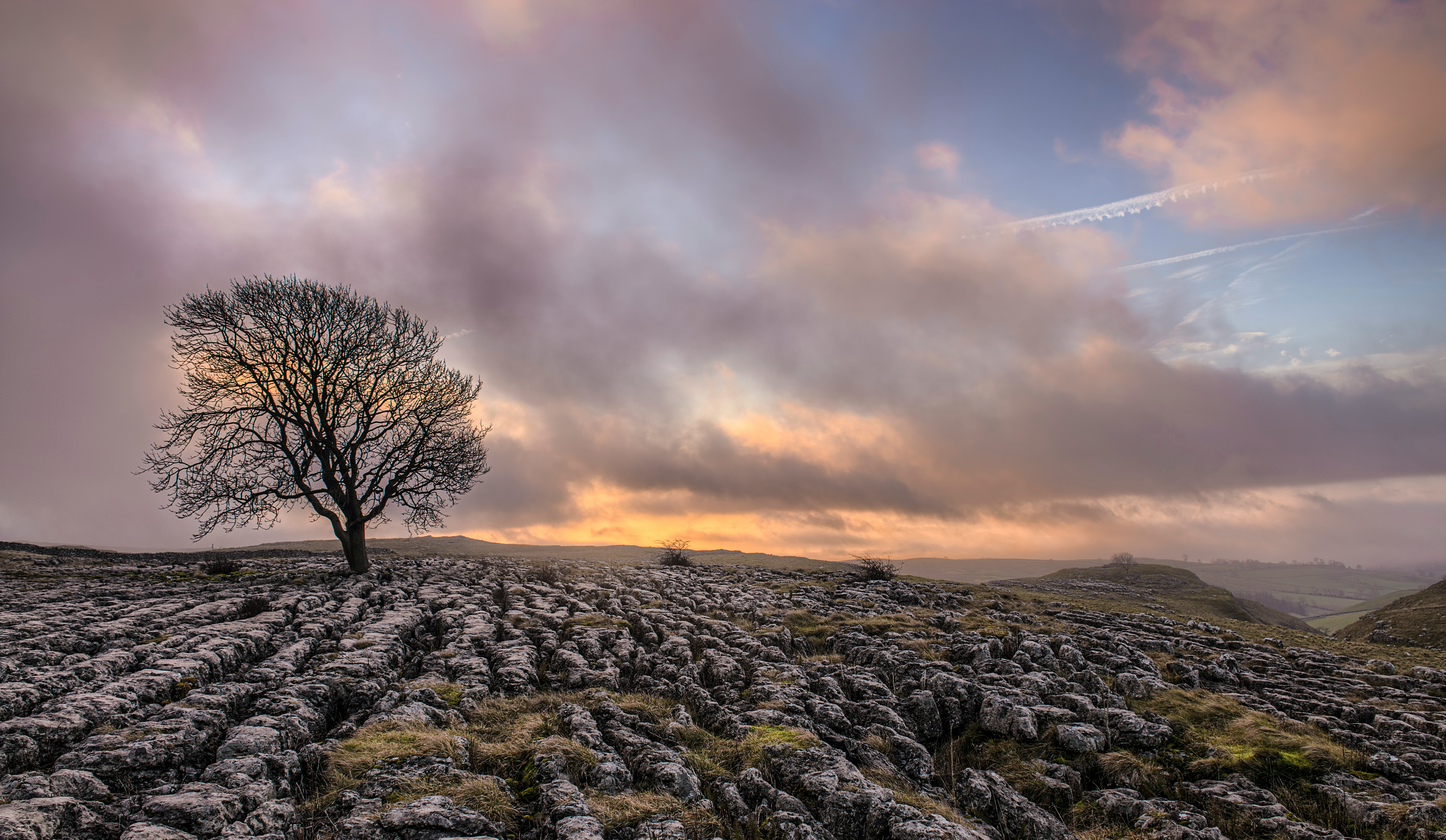 bare tree on field under grey clouds